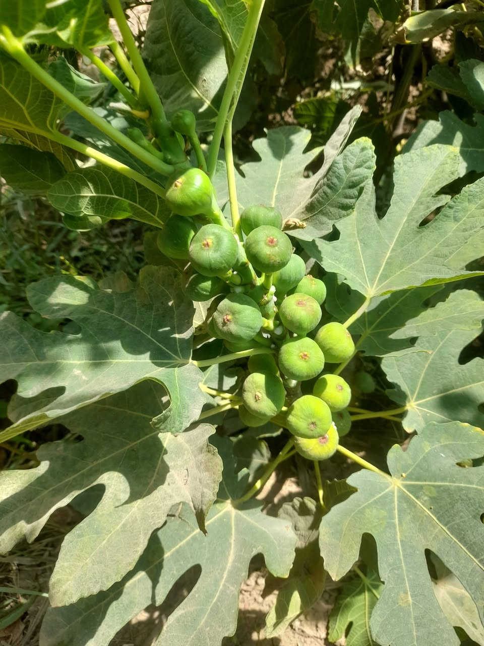 شتل بركات الرحمن تين بني مسلم من ١٠٠٠الى ٢٥٠٠حسب لارتفاع بابل الحصوه على طريق الدايره يم محطة الصهباء مال للوقود ***********
