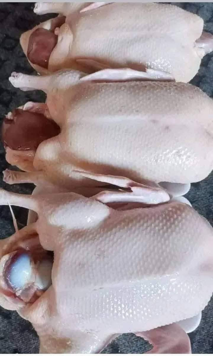 اليوم وصلتني وجبه مال خضيري عراقي حر 
سعر الزوج 25 الف تنضيف تقطيع مجاني 
للحجز *********** بي واتساب 
او مراسلة الصفحه 
تتوفر خدمة التوصيل داخل النجف والكوفه 
العنوان النجف الأشرف بداية ملحق الروان مقابل حلويات المنار
