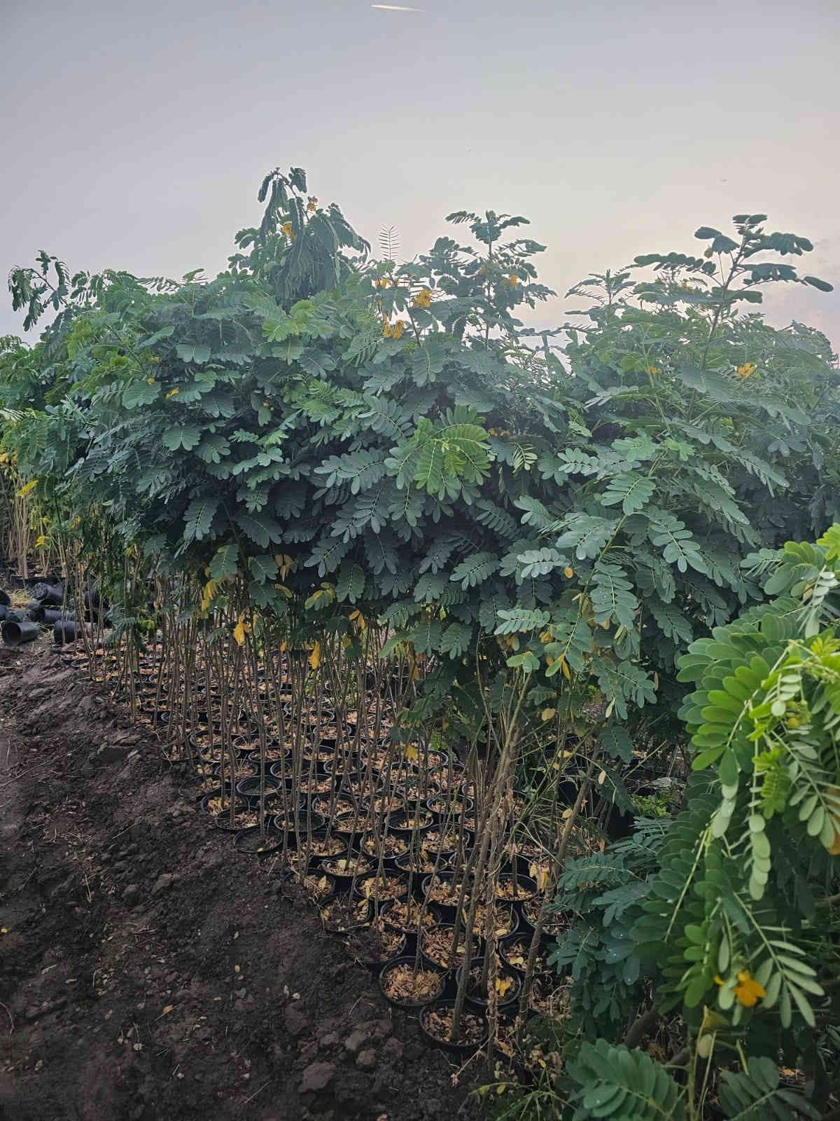 اهلا وسهلا 
بزبأئنا الكرام تم وبعون الله تجهيز وأتمام ألاشجار ألمعمره وبكافة الاصناف وذات المنظر الجميل وتجهيز بكافة الأحجام 
ألأستفسار ***********
 يوجد واتساب
