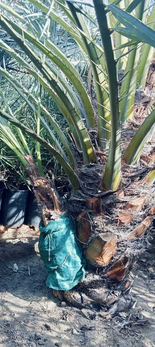 سلام عليكم  خوان يتوفر برحي حر تريد برحيه كامله تريد بس افراخ تريد بسندانه اي شي تريد موجود سعر لواحد ب ١٩٠ قفل ولقلع مجاني بحضور شخص تجي وتختار بل يعجبك وحنه حاضرسن انته تلكط بيدك والي ياخذ كميه سعر شوي اقل *********** بي وتساب
