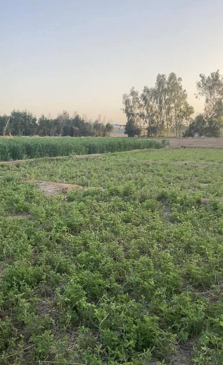 السلام عليكم مزرعه للبيع دونمين ونص عقد 35 على طريق يا علي في النجف عمود 350مزروعه وبيه 45 نخله وبيه سدر8 وبيه غرفه طوله 12متر وعرضه 6متر وغرفه ثانيه 4*4
وبيه بير وخدمات ماء وكهرباء خطين يعني الكهرباء متطفي وتبعد عن الشارع العام مال كربلا 120متر. 

***********

السلام عليكم مزرعه للبيع دونمين ونص عقد 35 على طريق يا علي في النجف عمود 350مزروعه وبيه 45 نخله وبيه سدر8 وبيه غرفه طوله 12متر وعرضه 6متر وغرفه ثانيه 4*4
وبيه بير وخدمات ماء وكهرباء خطين يعني الكهرباء متطفي وتبعد عن الشارع العام مال كربلا 120متر. 

***********
السلام عليكم مزرعه للبيع دونمين ونص عقد 35 على طريق يا علي في النجف عمود 350مزروعه وبيه 45 نخله وبيه سدر8 وبيه غرفه طوله 12متر وعرضه 6متر وغرفه ثانيه 4*4
