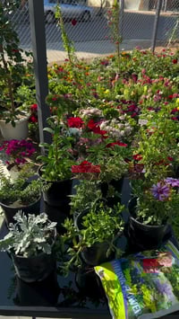 الحلة • شارع ٤٠ • عروض العيد