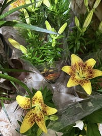 نباتات ظل • مشتل مفتوح • الموصل الحي الكرامه