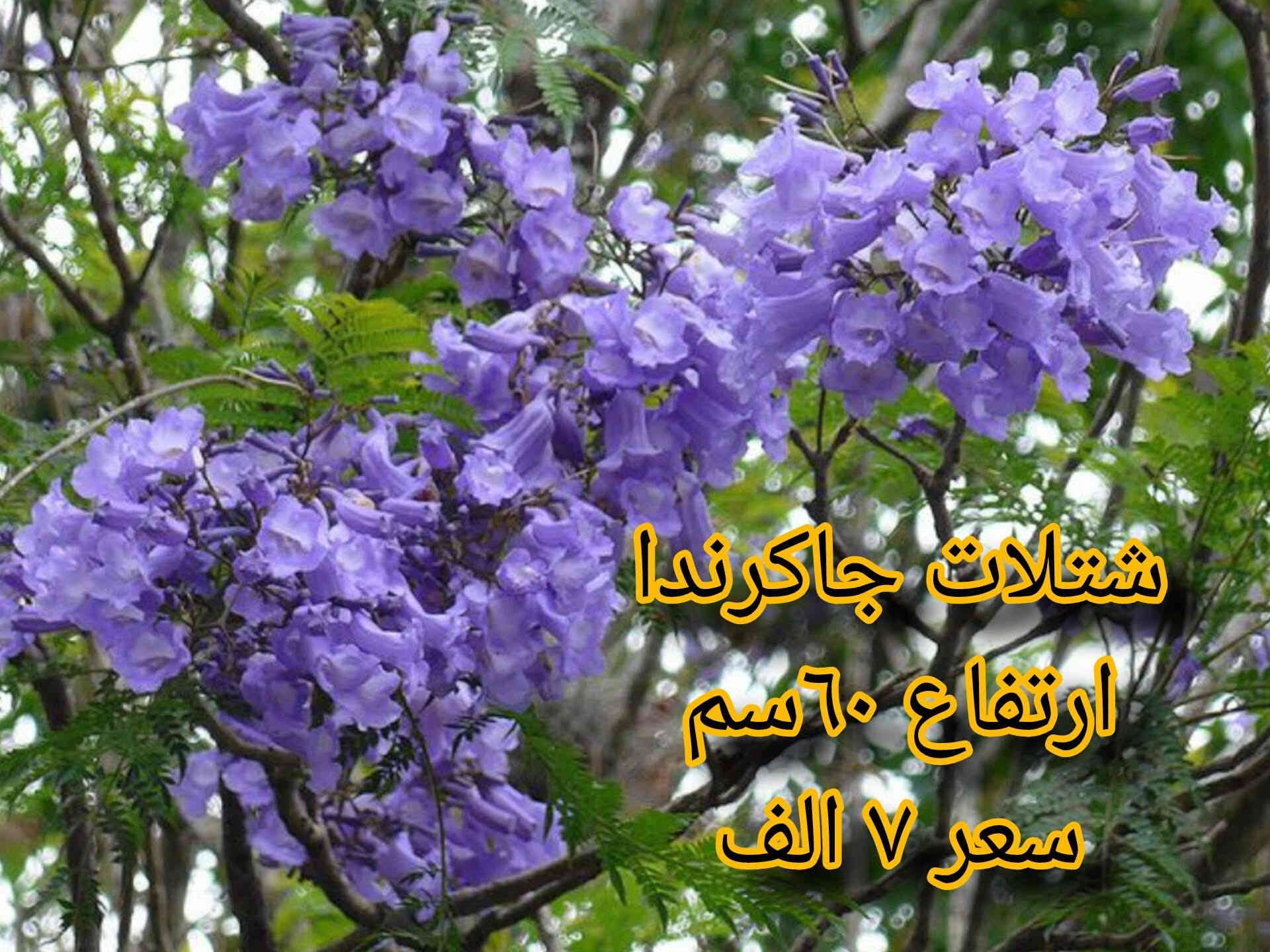 🌿 مشتل نباتات نادرة 🌿
توفرت مجموعة مميزة من أجمل النباتات 🤩
كل نبتة بجمالها وسحرها الخاص 💚

📦 التوصيل متوفر لجميع محافظات العراق
📞 ***********

خلي لمسة الخضار والجمال ببيتك أو حديقتك 🌿✨

