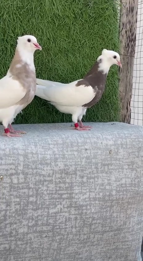 سڵاو خوای گەورەتانلێبێ
ئەم جوتە بەچکە اجورەیە تازە یەکەم تولەکە دەکەن بەشرتی بێعەیبو ساخ و بێکێشە بێزیادەشن تەندروست
شوێن دەربەندیخان
ژم***********
گەیاندنیش هەیە لەسەر کڕیار
