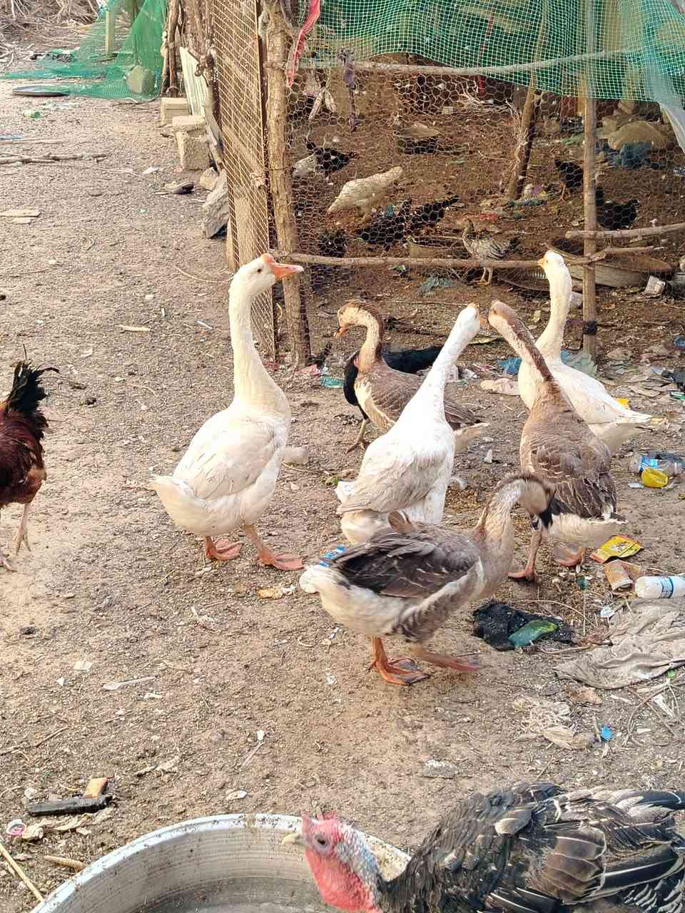 للبيع كلمن وسعره


**إذا كنت صاحب هذا الإعلان وتريد حذفه لأي سبب، رجاءا أرسل رسالة إلى الدعم الفني**