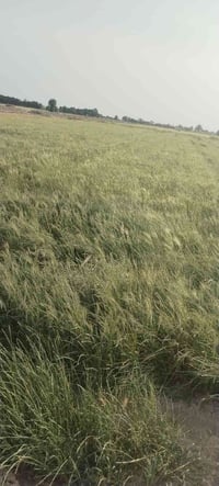 منطقة البدعه • ١٠ دونم • طابو زراعي