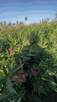 تتوفر شتلات دفله اسعار كلش حلوه مكاني بغداد ألجزيره استفسار اتصال على ...