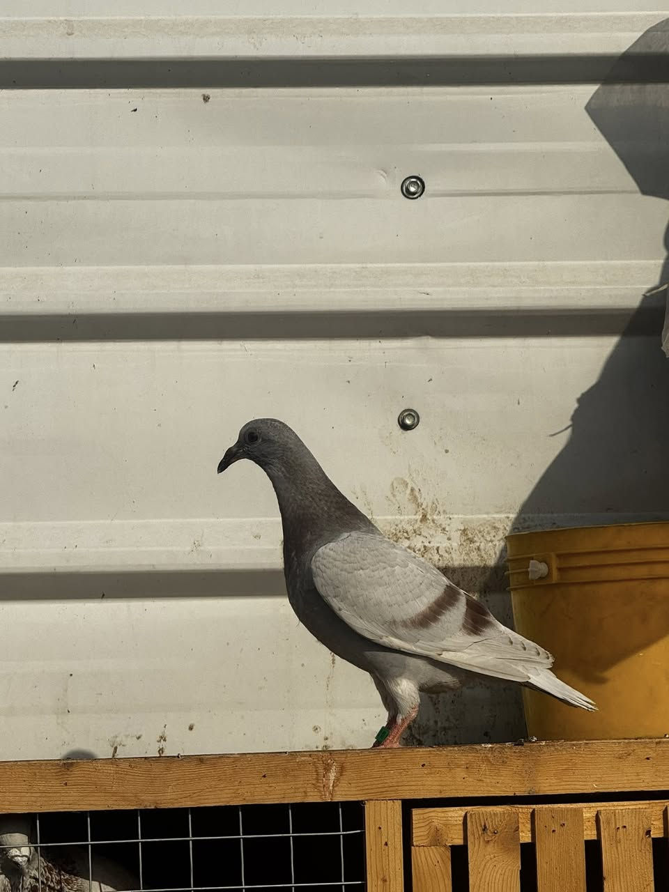 متاح زوج افراخ 
ب25 
ملقحات ومحلقات 
مكان بغداد الشعب 
توصيل ماعندي 
***********
