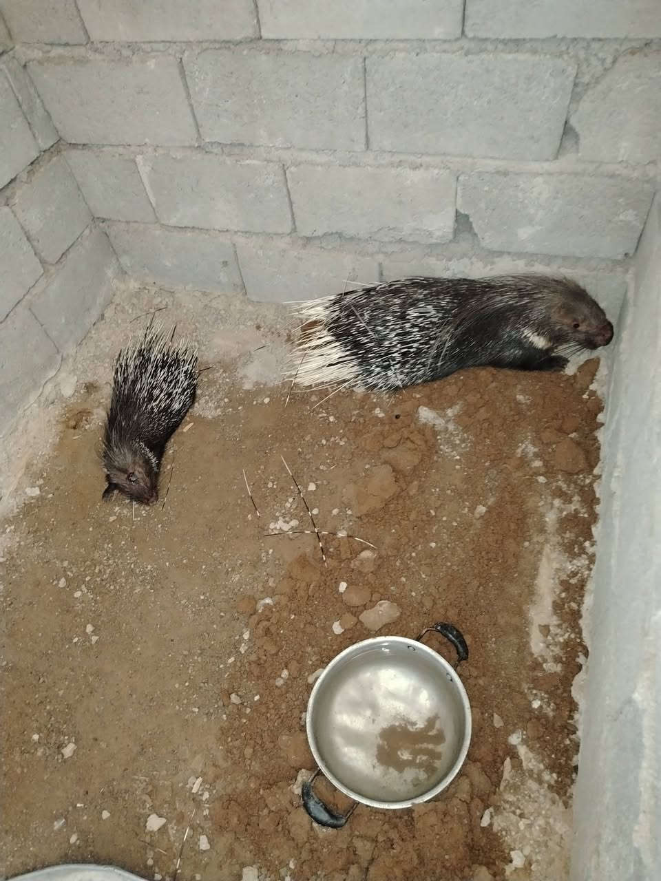 دعلج للبيع الامايه وابنهه كركوك *********** *********** حي النصر
