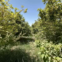 ٦ دونم • طابو زراعي • اليوسفيه بغداد