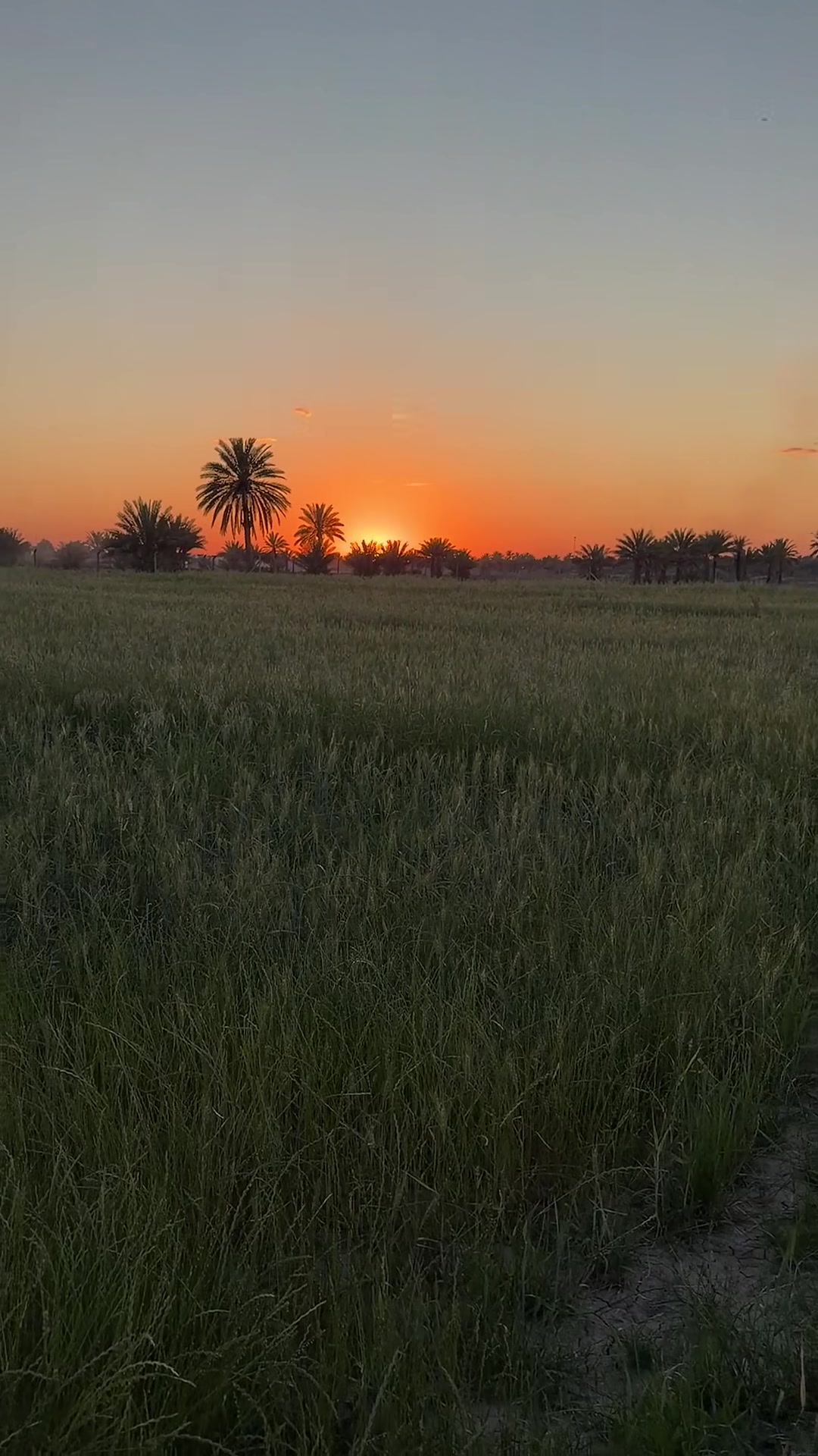 ارض زراعية 5 دوانم للبيع 

📍منطقة الحكانيه :قرب جامعه بابل والمستقبل 

📋صنف العقار:طابو زراعي سند 25

تحوي على ٢ ابار ارتوازيه 
*التبليط قريب عليها وبعد فتره بسيطه يوصل الها 

⸻

📞 للاستفسار والتواصل:
محمد عباس للتسويق العقاري – M/A
***********
***********
