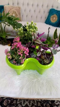 حوض نبات كامل • عرض اليوم