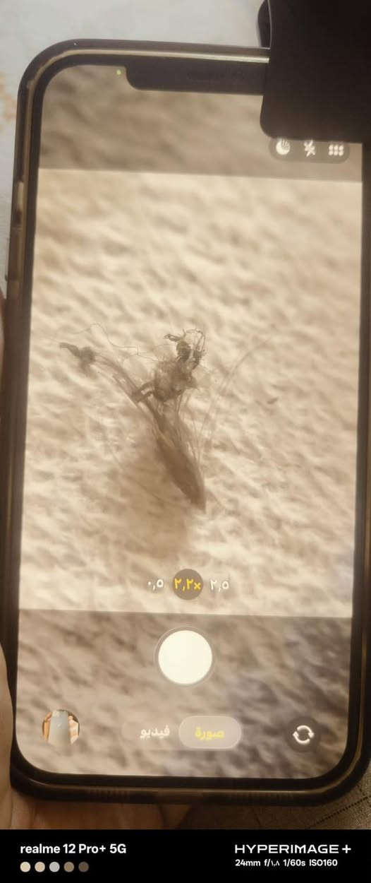 هُواة ألتصوير 
أيفون 12 برو ماكس ماستر ذاكرة 256 بطارية76 مع عدسة عين ألسمكة لتصوير أدق التفاصيل مثل مامبين بالصورة
السعر 450 
***********
