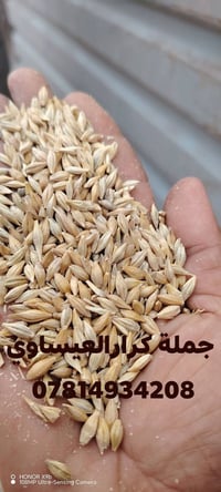 شعير روسي • علفي • توصيل مجاني