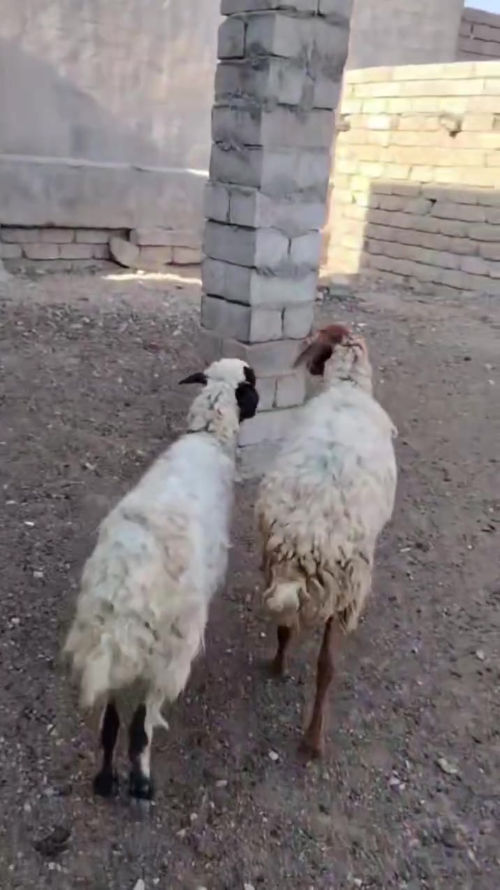 يوجد نعاج للبيع ملات جنيه وراجين سنهن درجه اوله نعاج عشر  
المكان بيجي حي العصري 
                   الشراي يخابرني علارقام 
*********** زين   *********** اسيا
