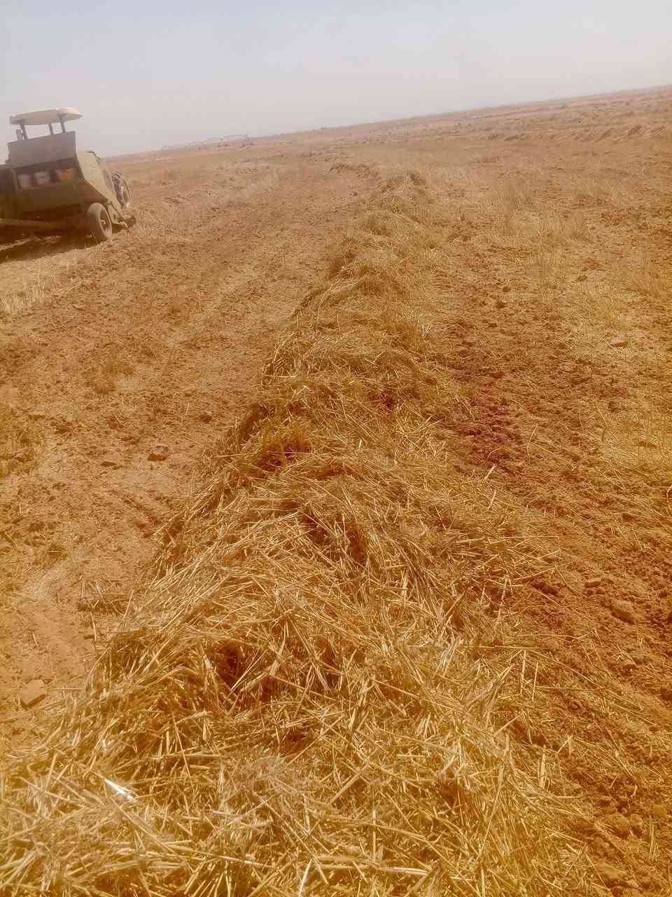 سلام عليكم
تبن كبسات سويتر.نضيف للبيع.
المكان.كربلاء .عين تمر..للتواصل.***********
