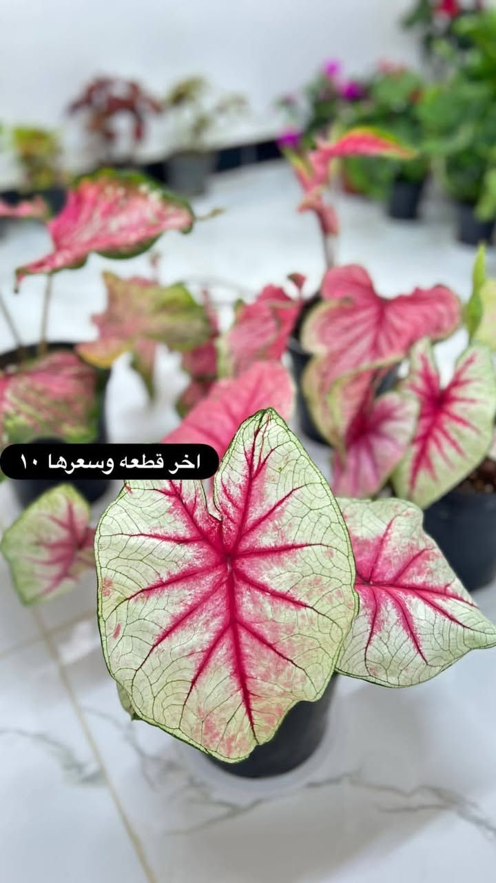 قطع اخيره والاسعار داخل الصور
التوصيل مجاني داخل عنه


**إذا كنت صاحب هذا الإعلان وتريد حذفه لأي سبب، رجاءا أرسل رسالة إلى الدعم الفني**