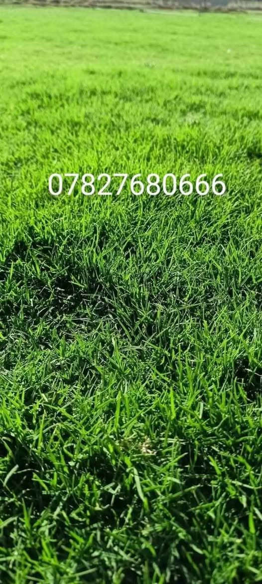 في بداية الموسم الجديد نعلن لكم بيع الثيل الهندي #درجة اولى خضار ١٠٠./. يتحمل جميع الظروف المناخيه
ثيل طبيعي وخضار ولا اروع 💚

نوعية ممتازة ودرجه اولى ⁦1️⃣⁩
ودائم الخضره 

ثيل #هندي  #امريكي   #ايطالي #انكليزي

اسعارنا الانسب وتوصيلنا الاسرع  لكافة محافظات العراق
لمعرفة المزيد راسل الصفحه او اتصل ***********/
*********** متوفر واتساب
