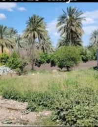 توجد قطعه أرض للبيع مساحه 600 متر الواجه 20 متر ونزال30 متر طابو زراعي...