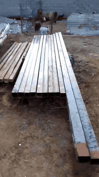 سلام عليكم للبيع سكله بياض نظيفه مشتغل بيها بيت واحد 
جساريات /2
سيور حديد العدد/9
سيور خشب /6
جينكو/15 جينكوه
سعرها/600وبيه مجال الشراي يتصل***********
