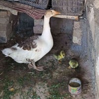 بطة • ٢ أفراخ • مجال بسيط