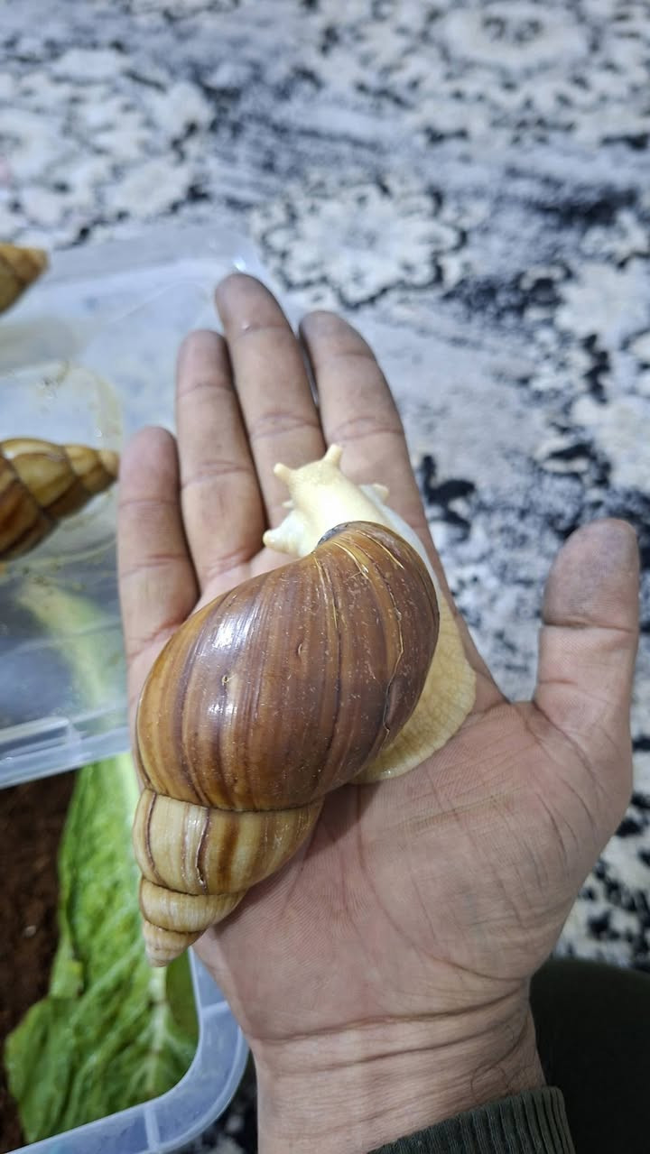 السلام عليكم بغداد البلديات الضباط
حلزونات ٨ وحدة عمر ١٠ اشهر 🐌🐚😍🥰
25 الف
*********** واتساب
