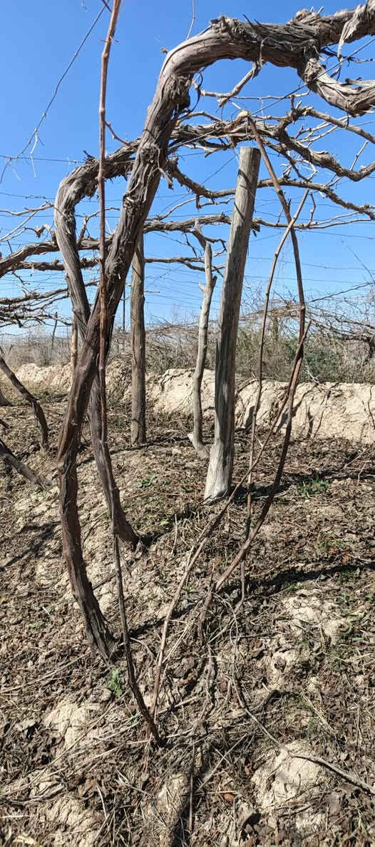 يوجد بيش حلواني درجه أولى مكان ديالى كنعان الشلالات للاستفسار عل رقم ***********
