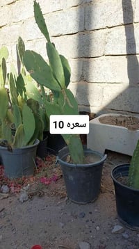 للحجز والاستفسار على رقم الواتس اب 07733412409