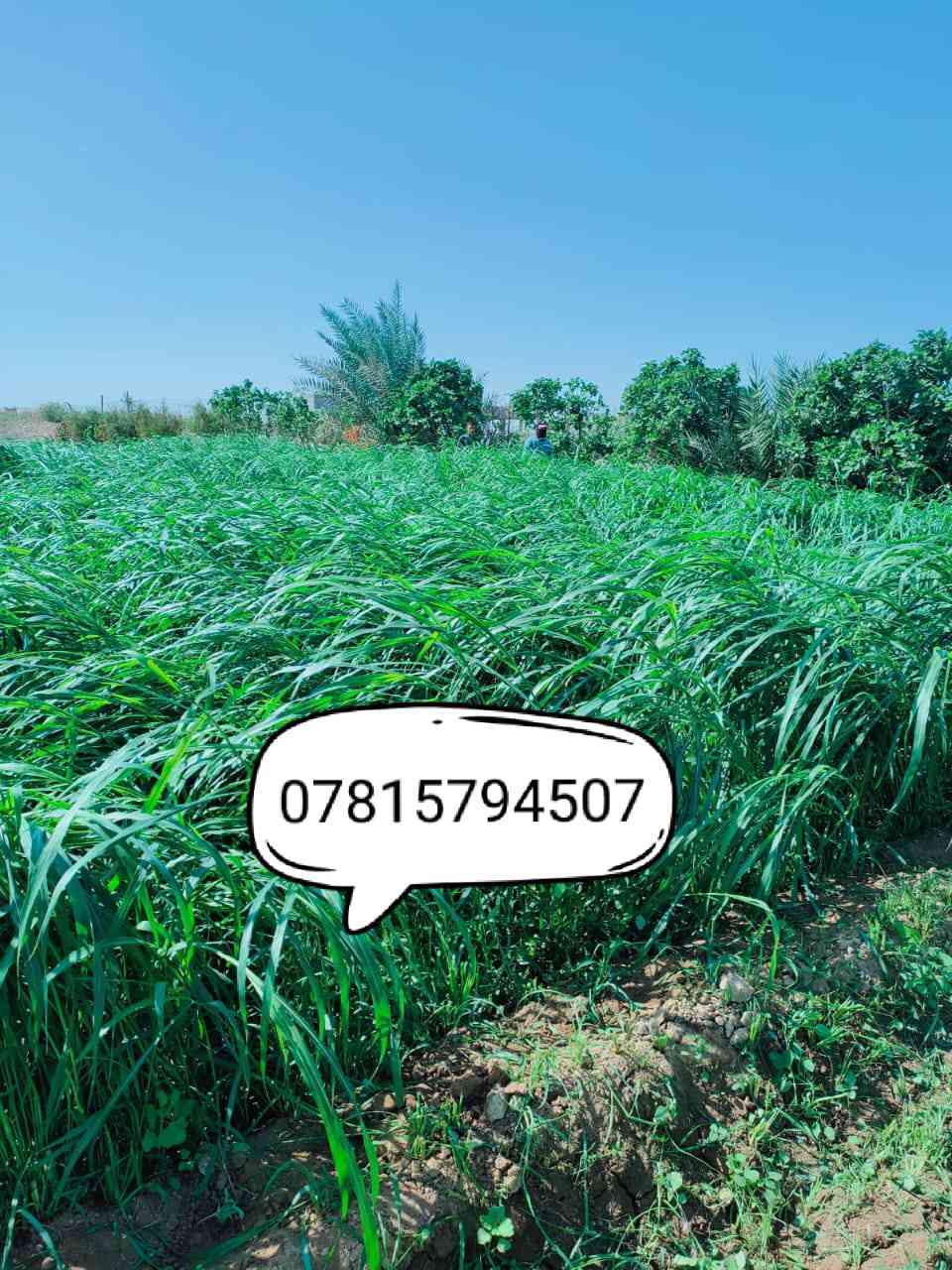 للبيع بذور بونيكام اسباني 🌾🌾
علف حيواني 🐑
1....نسبه البروتين (25٪) 

2... اكثر نبات مفيد للحيوانات يسمن ويكثر الحليب 🐐🐑

3... ناجح الزراعه في العراق ويتحمل الارض المالحه ويزرع في كل اوقات الصيف  🌿
4... يبقى في الارض من 5 سنوات الى 7سنوات
5... دائم الخضار يصل  من متر ونص الى مترين 
6... طريقه الزراعه ينطش طش يعني نثار 🌱

7... للدونم 8 كيلو بذور بونيكام 

8... سعر الكيلو( 10)الف سعره رخيص جداا نسبه الى انتاجه وفائته 

9... موعد زراعته من بدايه شهر 3 الى نهايه شهر12 

(للحجز عنوانك ورقم الهاتف والكميه لي رايدها )

(يوجد توصيل لجميع المحافظات العراقيه)

👇👇👇👇👇👇👇👇👇👇👇👇
رقم الهاتف مع واتساب

***********       مع واتساب
