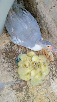 افراخ • بين السوك والكرمه • الاب والام رصاصي