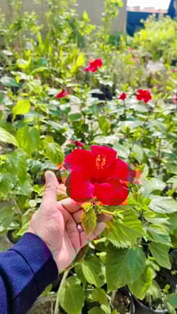 ورد الجمال • ورد البوووق • دائمة الخضرة