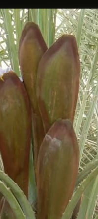 فسيل • غنامي • سوق الشيوخ