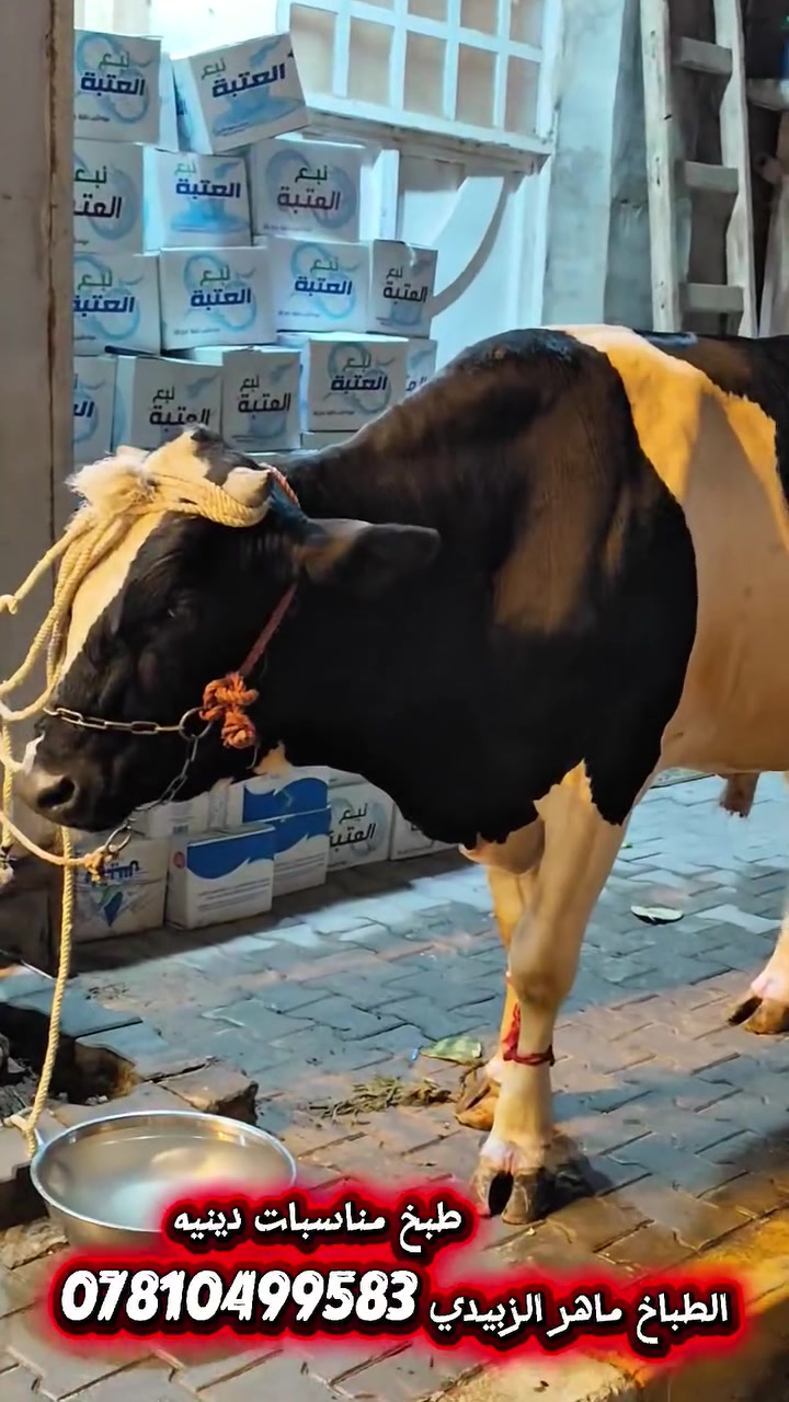 تجهيز طبخ المناسبات الدينيه الطباخ ماهر الزبيدي ...***********.. نجف
