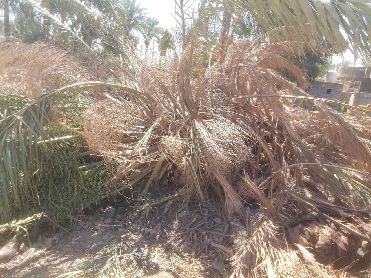 سعف وحطب  وكرب منو محتاجهن مجانا
خاص مفتوح دزله موقع ياخذهن او تساب***********
