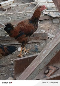 ديج • للبيع