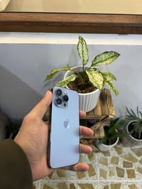 ايفون 13 برو لاذاكرا128 بطاريه 95 نموذج M تك سيم  جهاز شرط وضمان تاخذه...