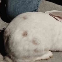 ارانب للبيع ذكر و انثى  طيور حمام ملكي زوج انثى ذكر  كتاكيت 2  تواصل ع...