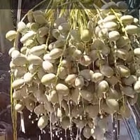 مع بدء موسم رش المبيدات للنخيل والأشجار لحمايتها من الآفات الزراعية وا...