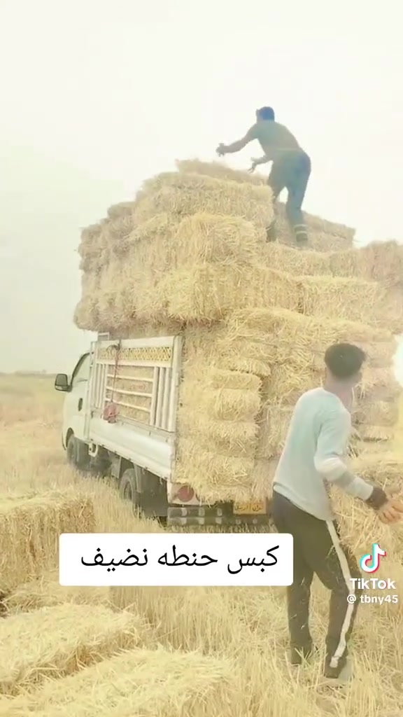 يوجد تبن كبس درجه أولى توصيل لباب لبيت للاستفسار ***********
