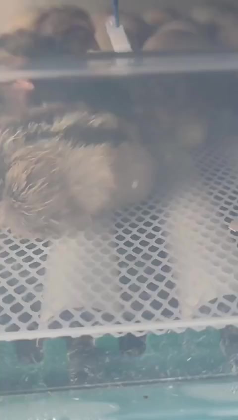 🔹 بالعربي:
فقّاسة أوتوماتيكية سعة 48–50 بيضة متوفرة للبيع
التوصيل مجاني إلى جميع المناطق
سعر الفقّاسة فقط 105,000
للطلب يرجى إرسال رسالة فقط 📩

🔹 بە کوردی (سۆرانی):
مەفقەسێکی ئۆتۆماتیکی ٤٨–٥٠ هێلکەی بۆ فرۆشتن بەردەستە
گەیاندن بێ‌بەرامبەرە بۆ هەموو شوێنەکان
نرخی مەفقەسەکە تەنیا 105,000
بۆ داواکردن، تەنیا نامەیەک بنێرە 📩


**إذا كنت صاحب هذا الإعلان وتريد حذفه لأي سبب، رجاءا أرسل رسالة إلى الدعم الفني**