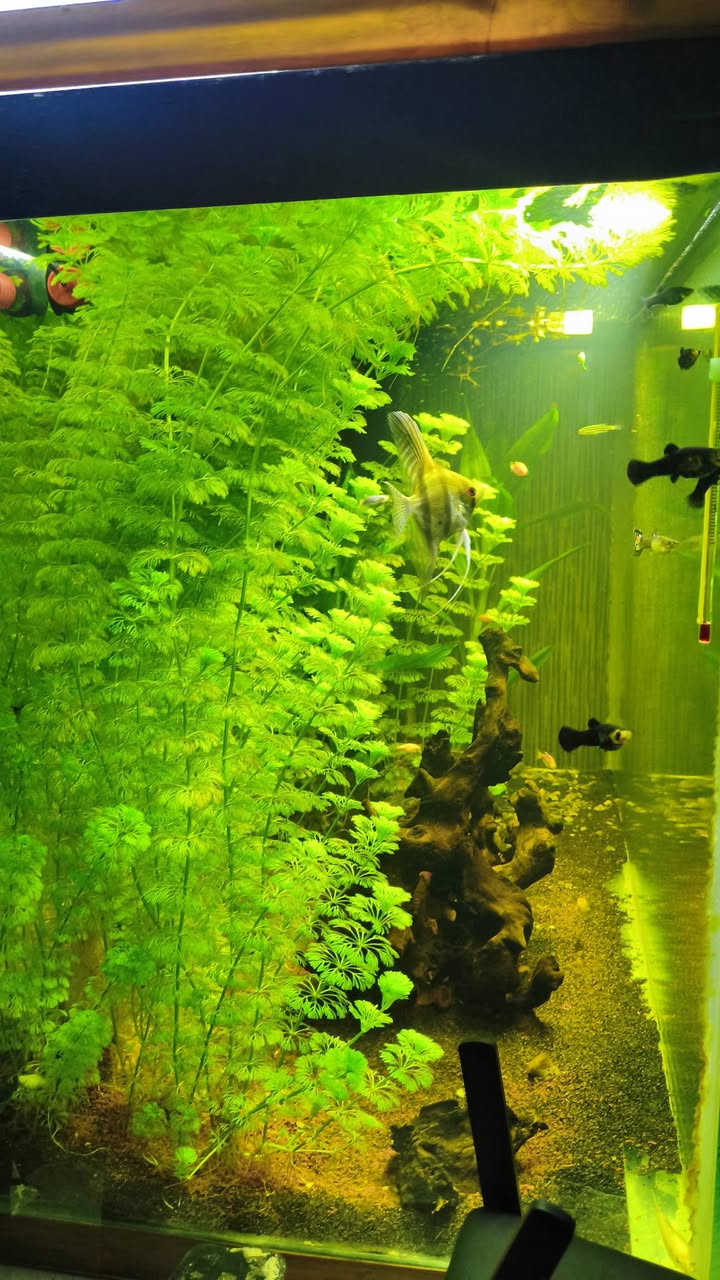 سلام عليكم. حوض للبيع
الحوض   يحتوي ع نباتات. موضحه بصور يحتوي ع 12قطعه سمكه دانيو. و2قطعه كوبي. 1قطعه انجل 2 قطعه اكلات طحالب يحتوي على شرمب بس ماعرف العدد بضيط رمل ارضيه منضومه سامب حترافي كامله   شغل الاستاذ علي طالب  مضخه هوه ومضخه ماء هيتر اصلي ستيل مع ميديا وفحم نشط وديباجج
ثنين اناره الحوض  ويا بكتريا نافعه واسمده وفيتامين للنباتات من دكتور تانك يحتوي على خشب متحجر واحجار القياسات موضحه متر العرض نزال 40 رتفاع 58. جام 10مم. مع رباطات 10مم

السعر 275 كامل مع السامب ولاسماك وكل المحتويات مكاني بغداد قضاء الحسينيه 
***********
