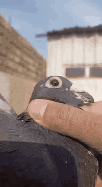 السلام عليكم متاح تك جان اردن محير ما اعرفه طيره لو فحل واضح بل تصوير مكاني بغداد حي ؤر ام الكبر والغزلان وهذا رقمي ***********
