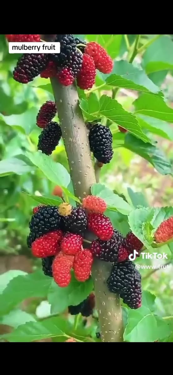 🌹عروض عروض عروض
5 شتلات مطعمه درجه اولى
واصل باب لبيت 25 الف فقط 
 1-تفاحي شرابي مطعم 
2-تكي سلبوحي احمر مطعم
3-تكي شامي ابيض مطعم
4-تكي سلبوحي ابيض مطعم
5-عرموط صيفي مطعم
6 - تكي عراقي درجه اولى
__________________________________________________
كذلك متوفر حمضيات +ورود +اشجار 
النجف الاشرف ناحية الحريه ***********
