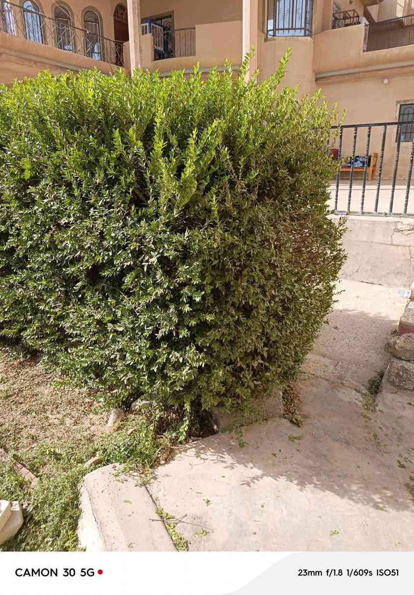 السلام عليكم اشتقل جميع الحدائق والبساتين  وتنظيف الحدائق من الدغل وتقليم الأشجار وزرع الشتل وقص الحدائق بل مكينه عل نمره وحدة وقص الأشجار الكبار  كادر متميز وسريع إتصل رقم الهاتف***********
