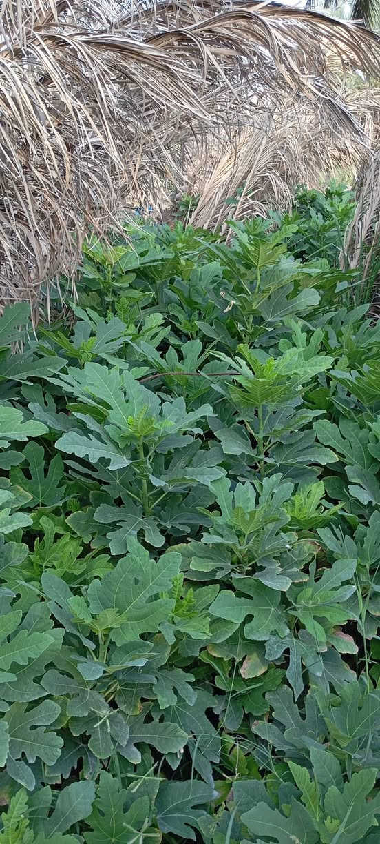 على بركة اله
🌞🌴.... البيع. شتلات تين ....🌴🌞🌴 
     🌞🌱تين اسواد تين بن مسلم🌱🌞🌱
     🌞 🚨.  المكان    بابل.      الكفل.🚨🌞
     🌞 جمله فقط
     🌞 جمله فقط
     🌞جاهز الزراعه 🌴🌴
     🌞اقل كميه ١٠٠ شتله 
     🌞التصال ***********📞📞
     🌞رتفاع متر. وأكثر🎄🎄 . حجم سندانه كيلوين 
     🌞ملاحظه. الشراي. يتصل🪩🪩
