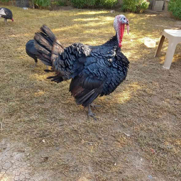 اللهم صل على محمد وال محمد 
السلام عليكم 
فحل فسيفس لبيع عنوان شارع عشرين دكان الخضرجي 
***********
