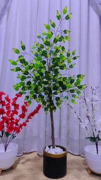 اشجار • ١١٠سم • بيع جملة