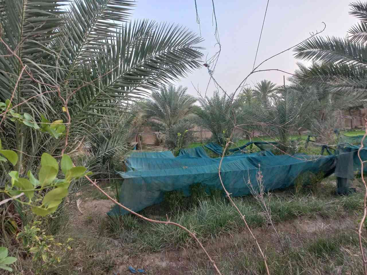 على بعد ٧٥٠م سايد الخروج رقم العمود ١٦٤  طريق  بغداد  ٢٥٠٠ م دونم للبيع : الوصف دونم الواجه على تبليط فرعي  ٣٢م مسيج ومحدد تتوفر جميع الخدمات ارضه مغروسه وممتازه تبعد من طريق ياحسين المشايه بحدود ال ٧٥٠ م ومن مركز كربلاء والامامين عليهم السلام  ٩كم السند. طابو ٢٥ تحويل كافة السهام السعر ٣٦٠ مليون مجال قليل ومداوله مع المالك الشرعي للعقار لأي استفسار. واصلونا. دمتم سالمين   (***********)             ابو آزر التميمي.    (***********) المحامي نبأ التميمي
