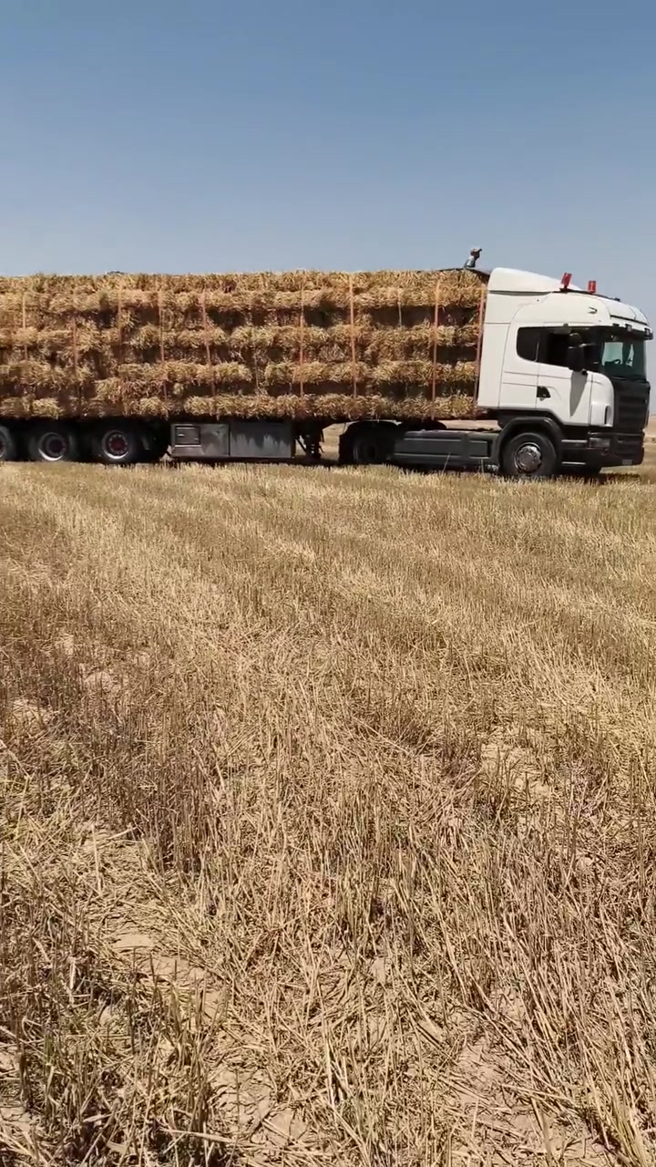 يوجد تبن للبيع درجه اولئ واصل البيت
الستفسار... ***********
